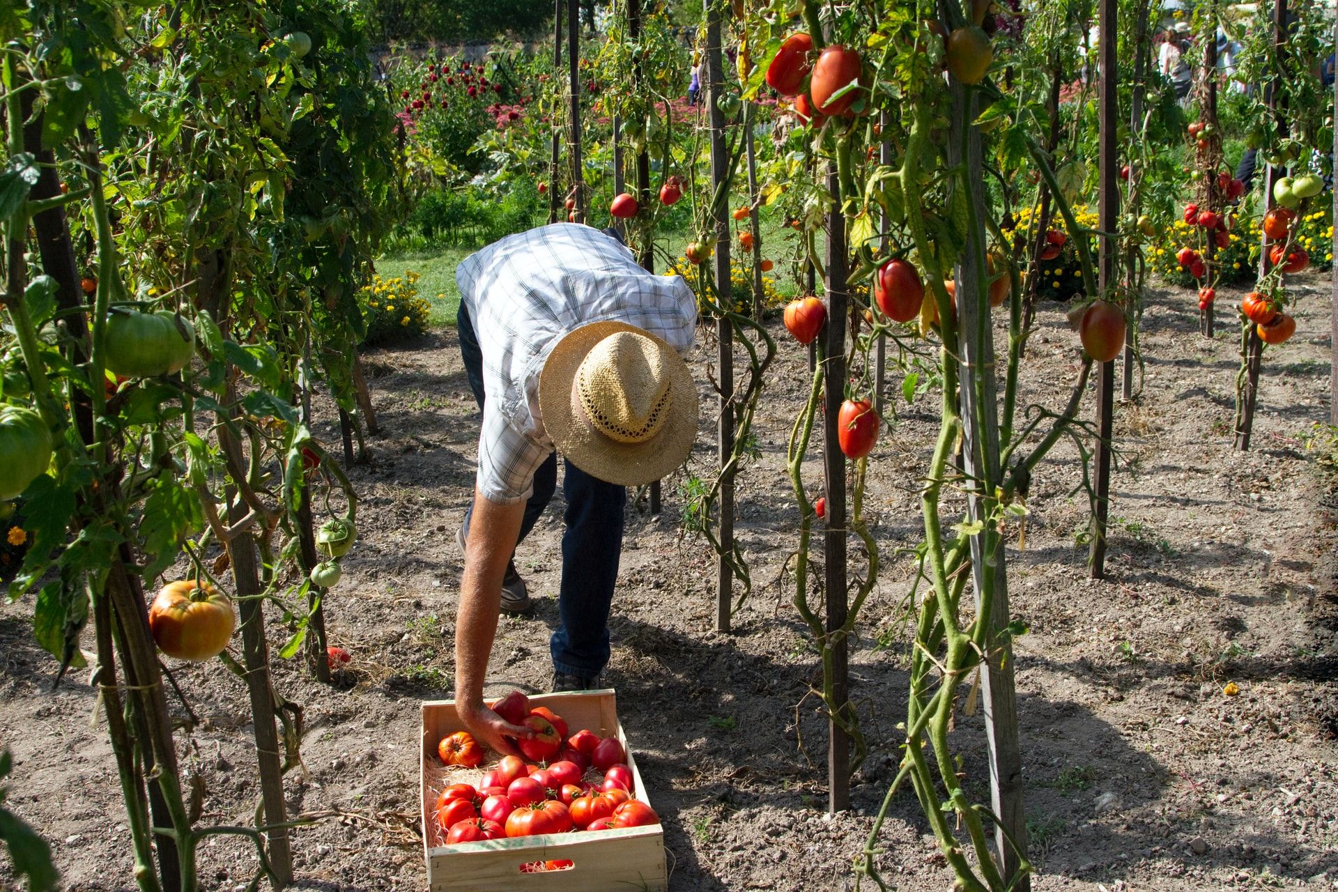Homem trabalhador colhendo tomates em plantação